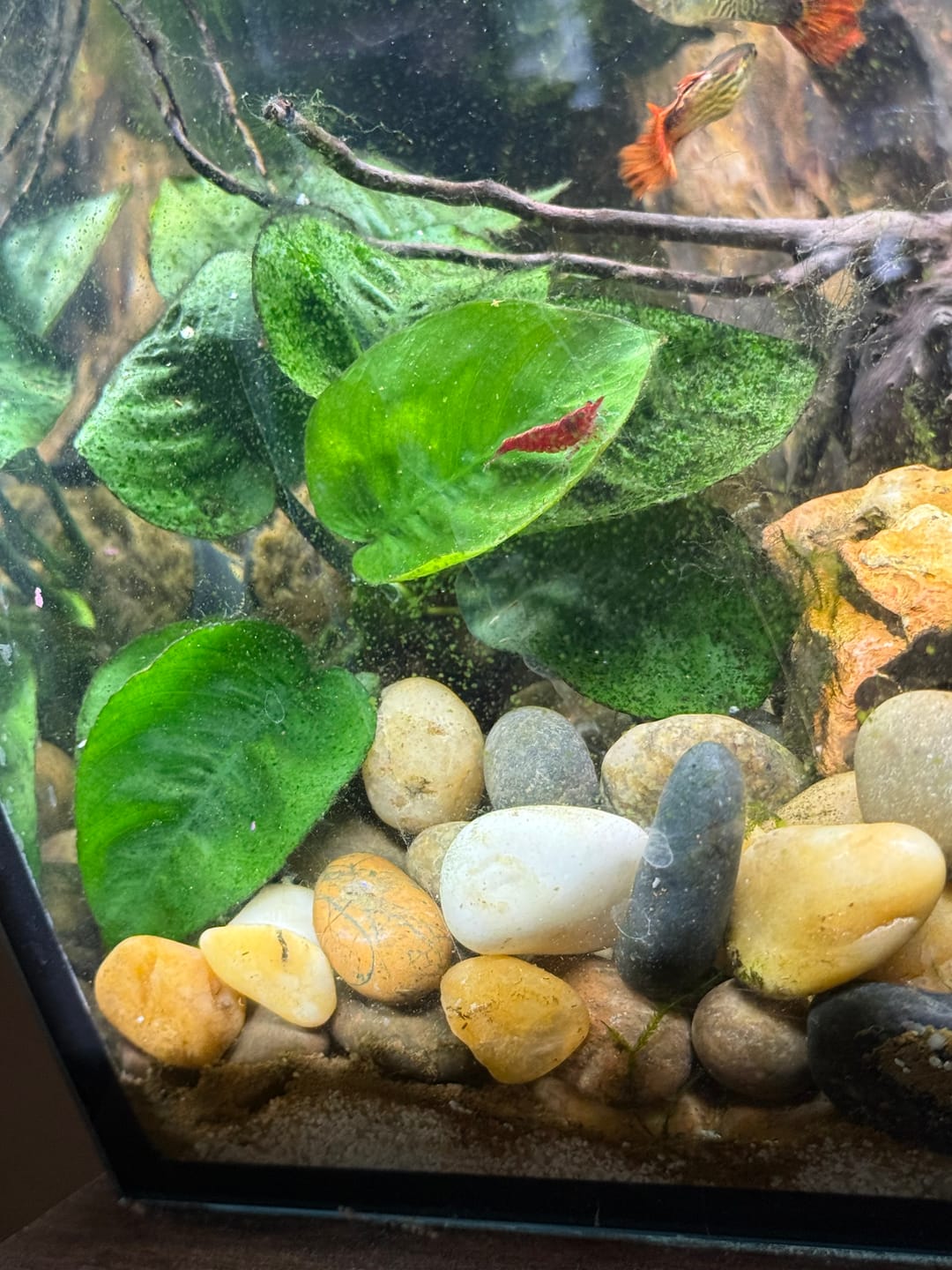 Customer photo review of Orange Sunkist Shrimp