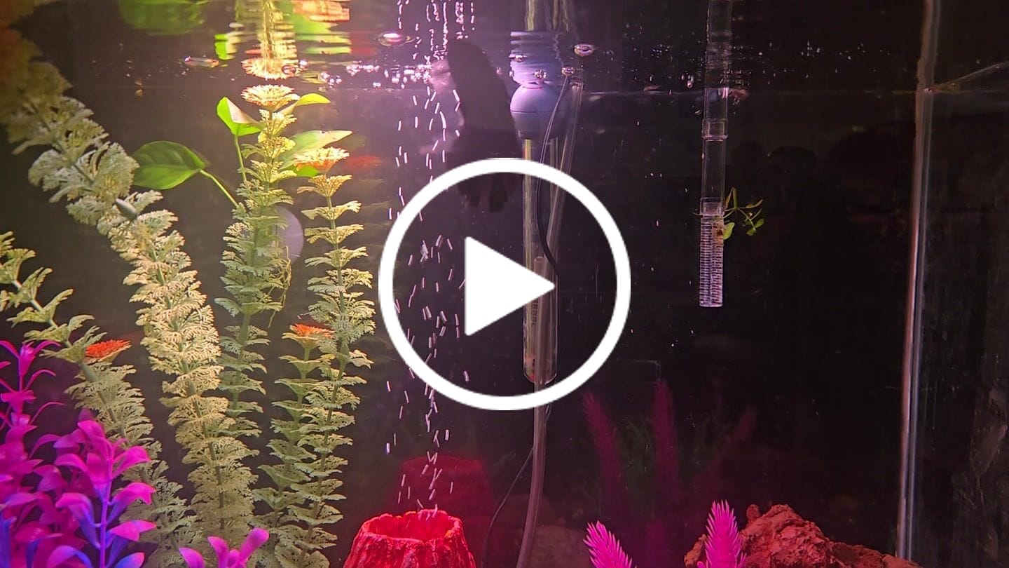 Customer video review of Black Copper Halfmoon Male Betta Fish