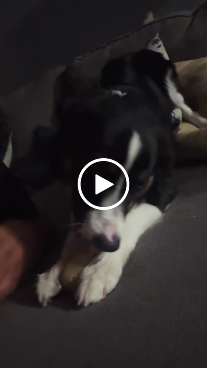 Customer video review of Gift Bundle: 2 Large Yak Chews and a 6" Hickory Smoked Bully Stick