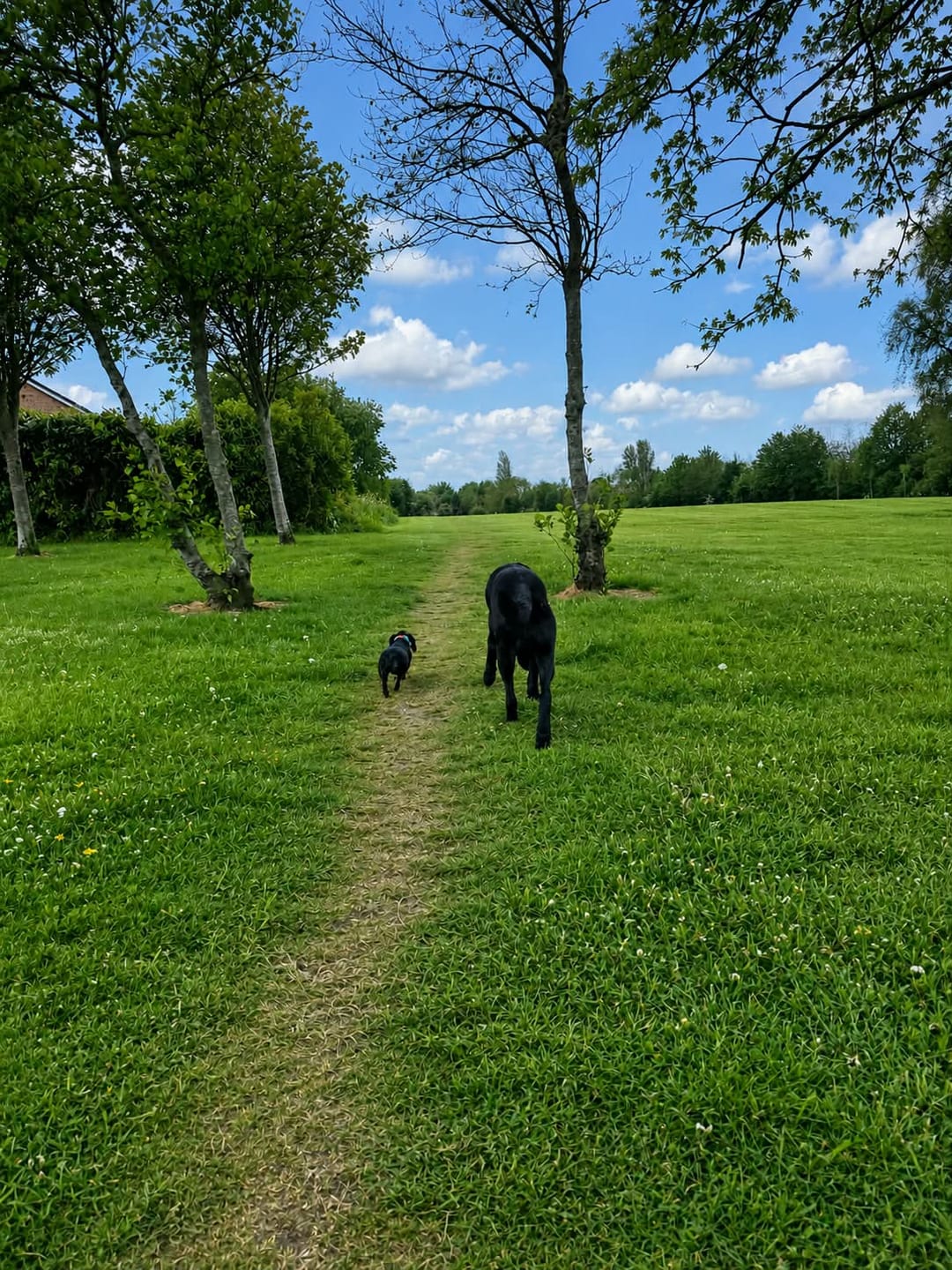 Customer photo review of collagen for dogs