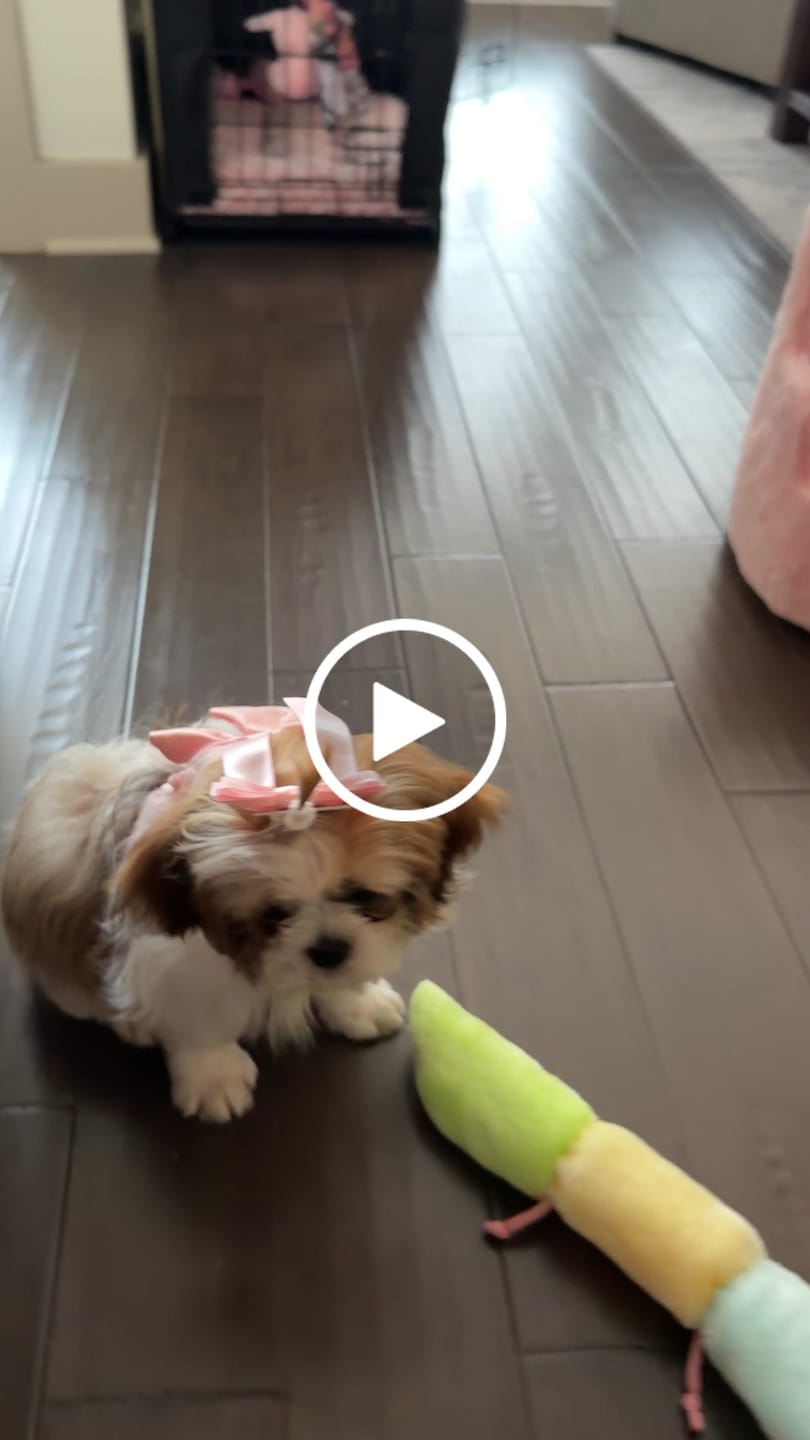 Customer video review of Wander! Bow Harness Kit Blossom - Gold