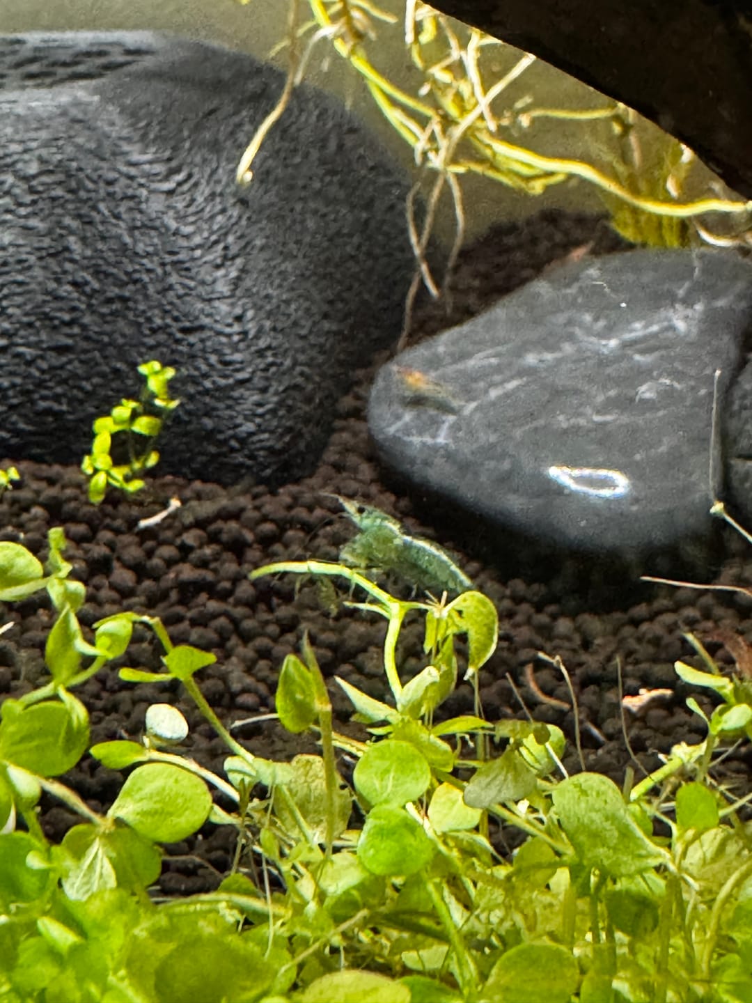 Customer photo review of Blue Velvet Shrimp