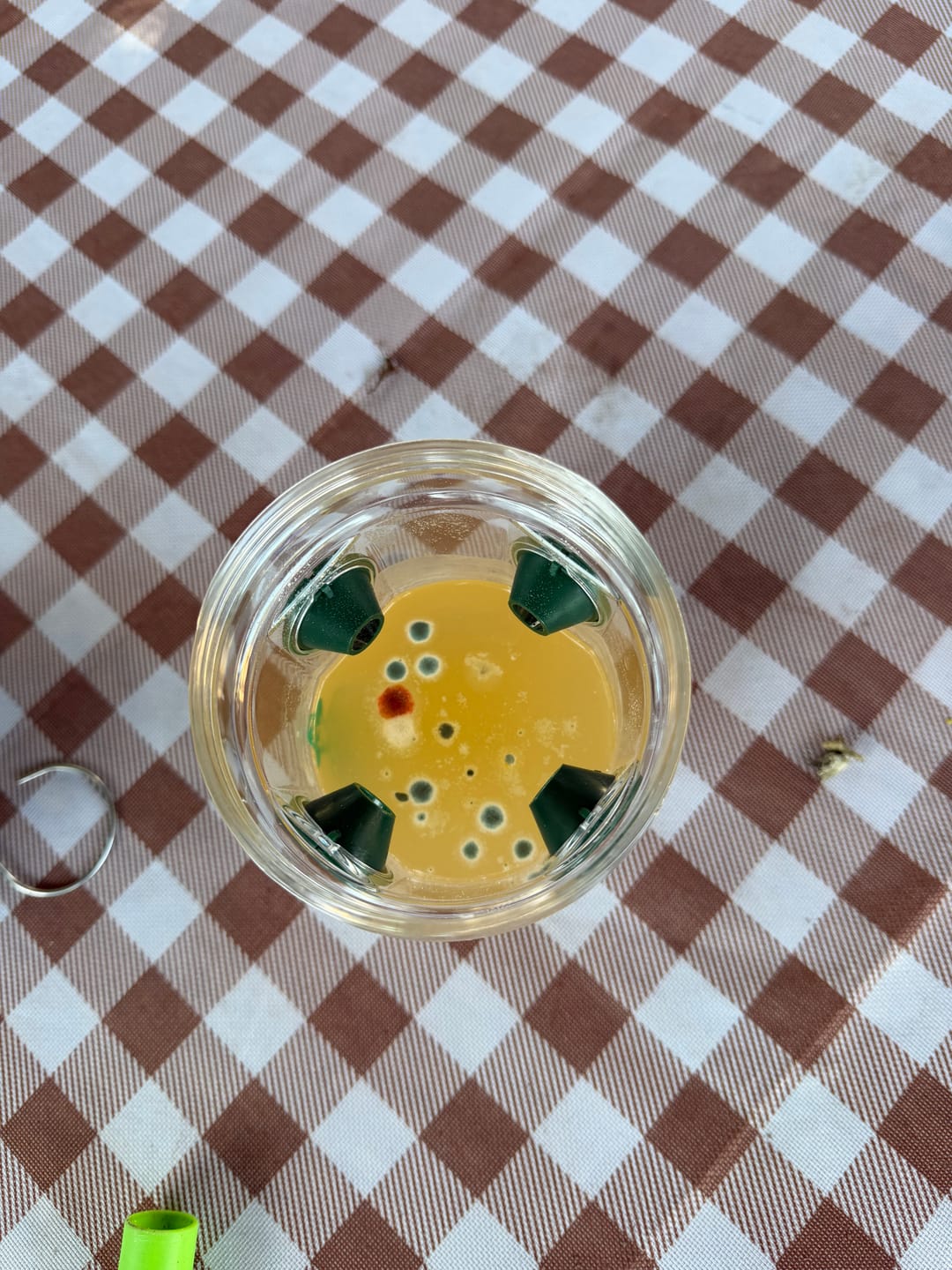 Customer photo review of Mosquito TNT 2.0