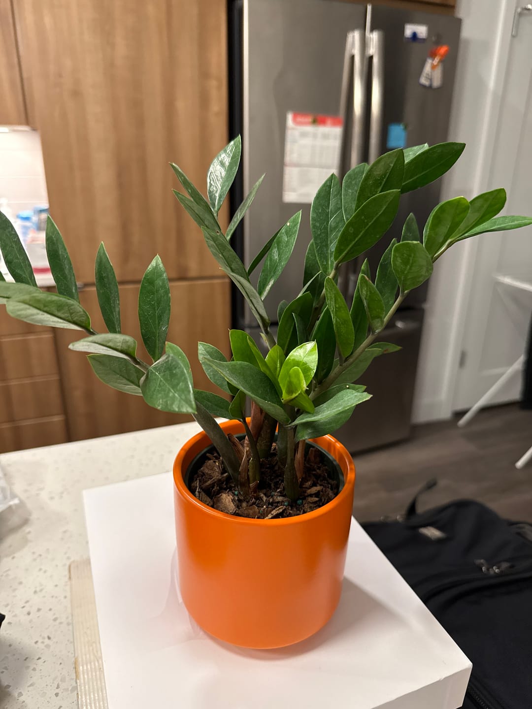 Customer photo review of Houseplant Pest Spray