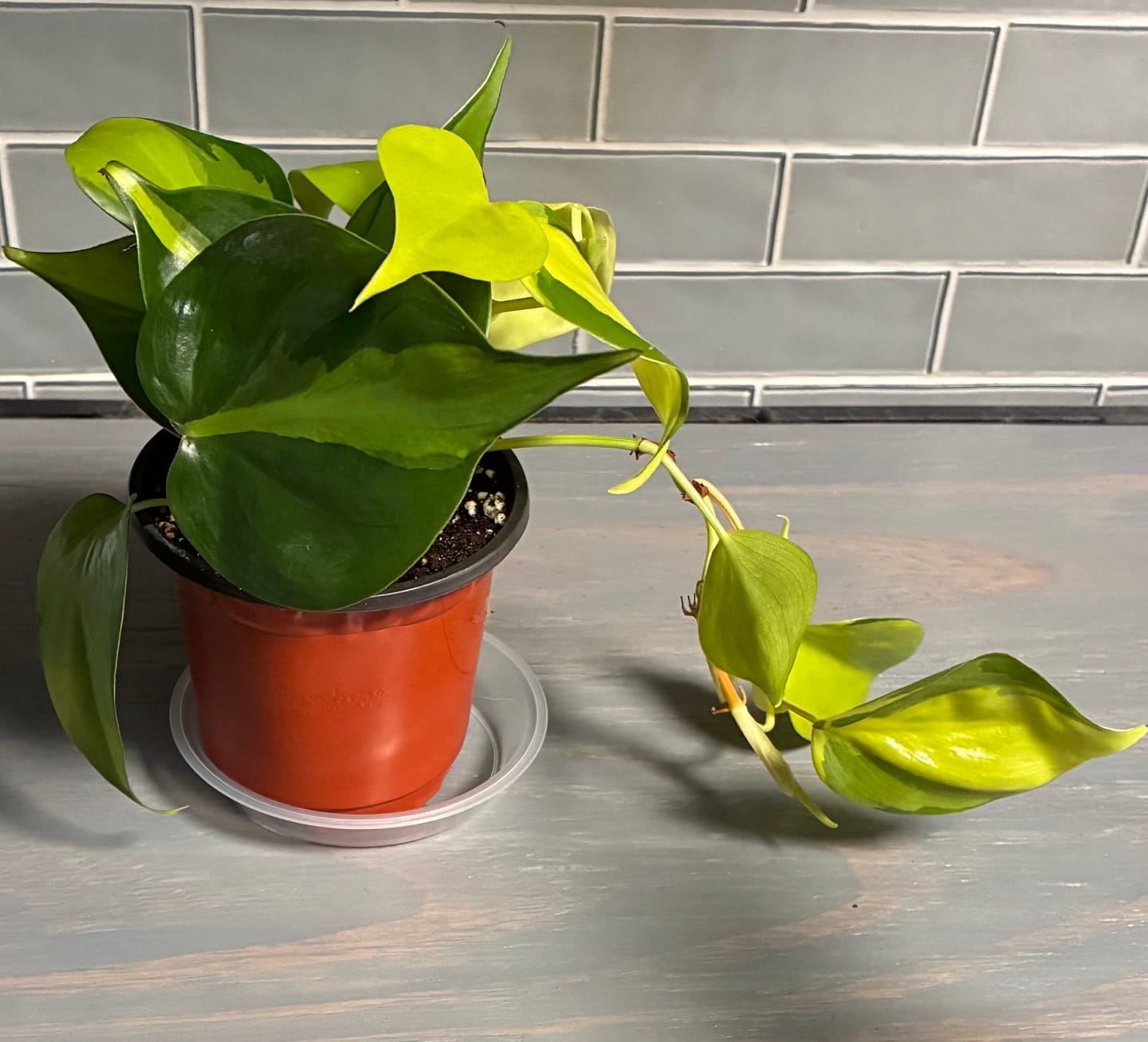 Customer photo review of Rare Brasil philodendron Cuttings & Nursery Pots - Easy Care Houseplant Brasil Extremely Rare Low Light indoor vining plant office plant