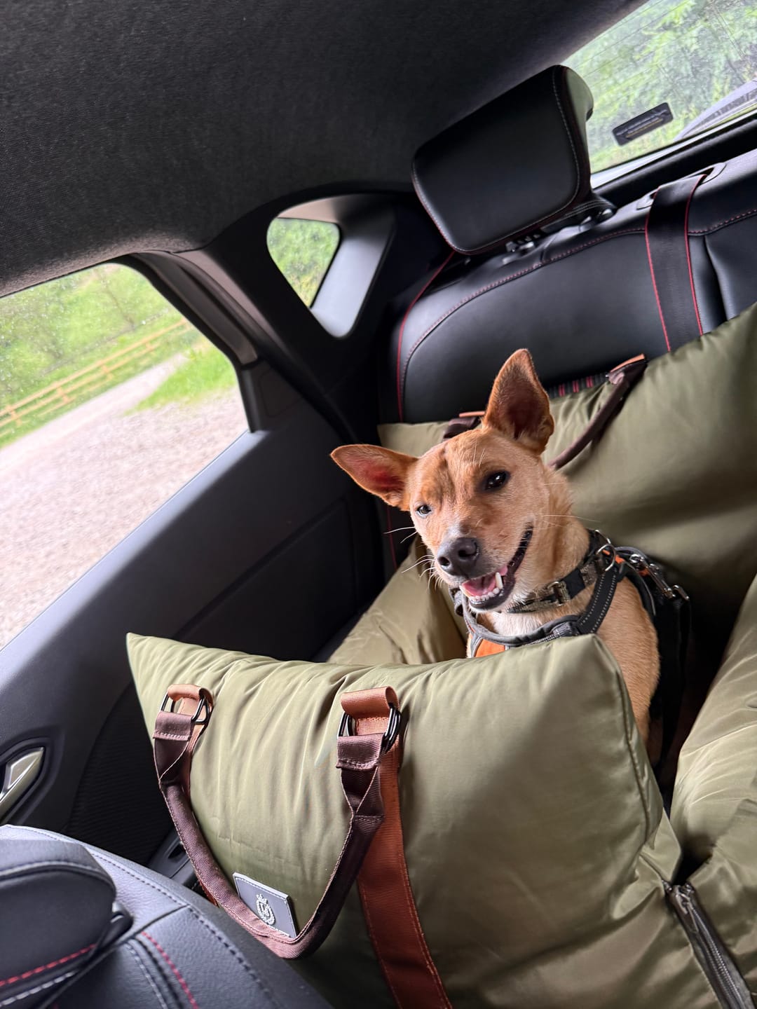 Customer photo review of Travel Dog Pod - Now With IsoFix