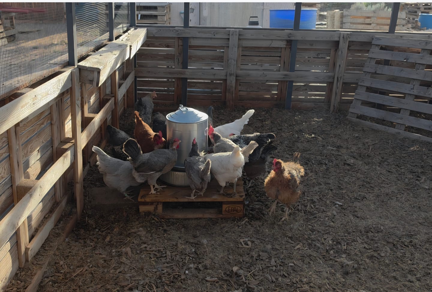 Customer photo review of Peck Purity Daily Digestive Defense for Flock Strength