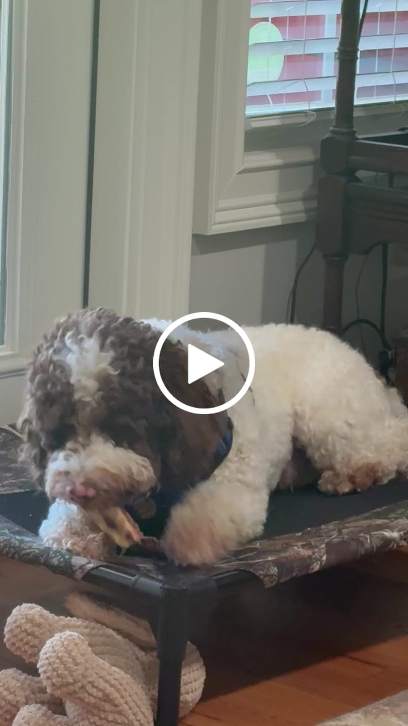 Customer video review of Ostrich Rib Chew (8" x 3.5"): The Long-Lasting, Flavorful Chew for Small and Medium Dogs - 2 Pieces