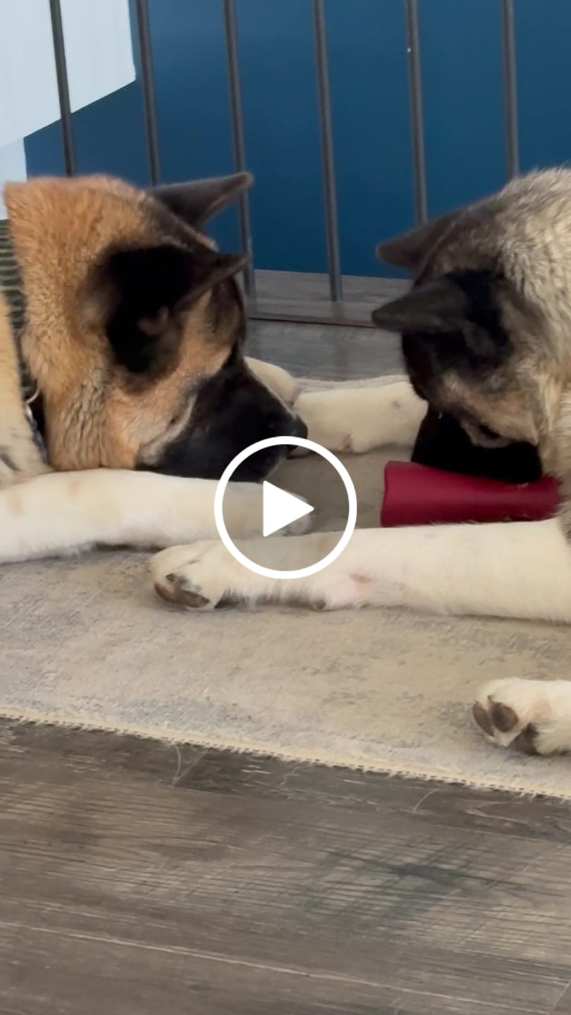 Customer video review of Bully Stick Safety Holder