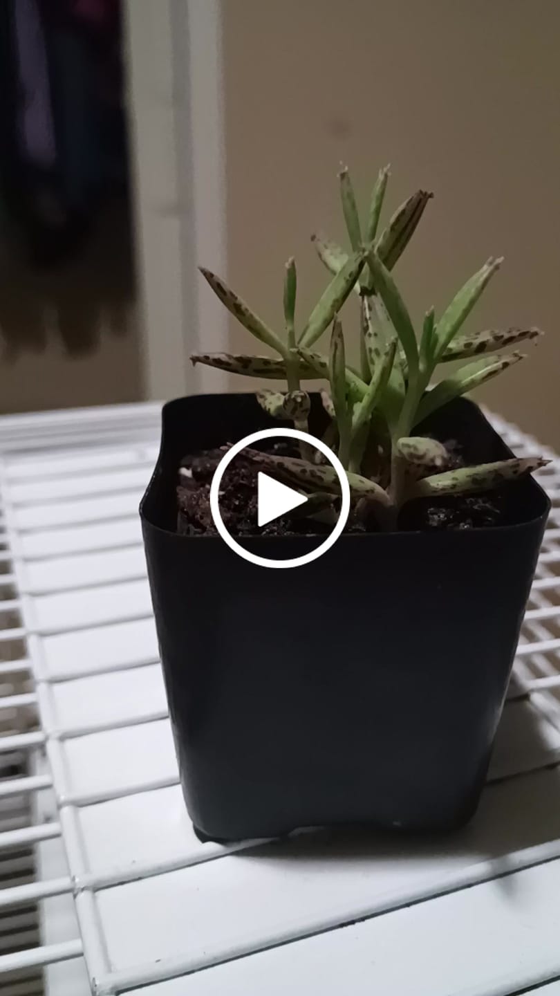 Customer video review of Mother of Millions Kalanchoe