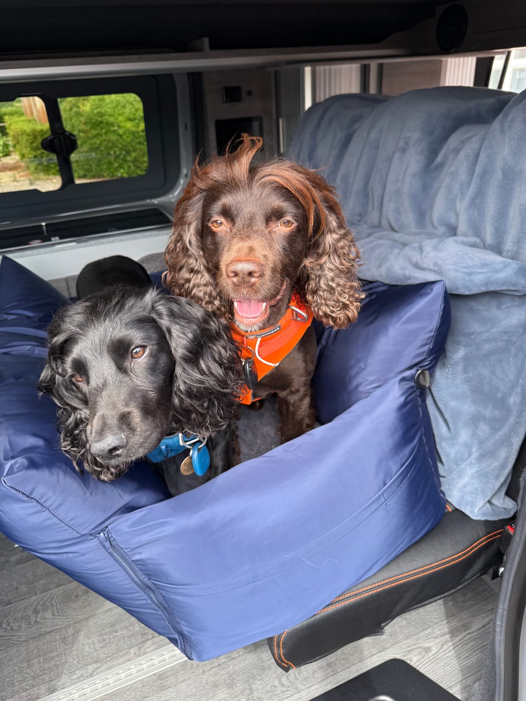 Customer photo review of Travel Dog Pod XL - Now With Isofix