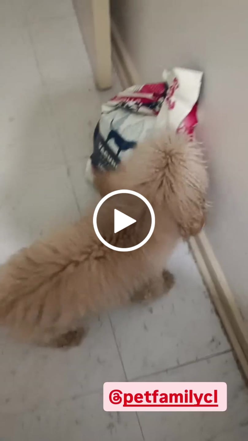 Customer video review of PetFamily Foods Razas Pequeñas