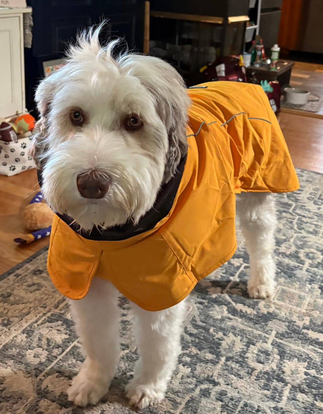 Customer photo review of Breatheshield™ Dog Raincoats