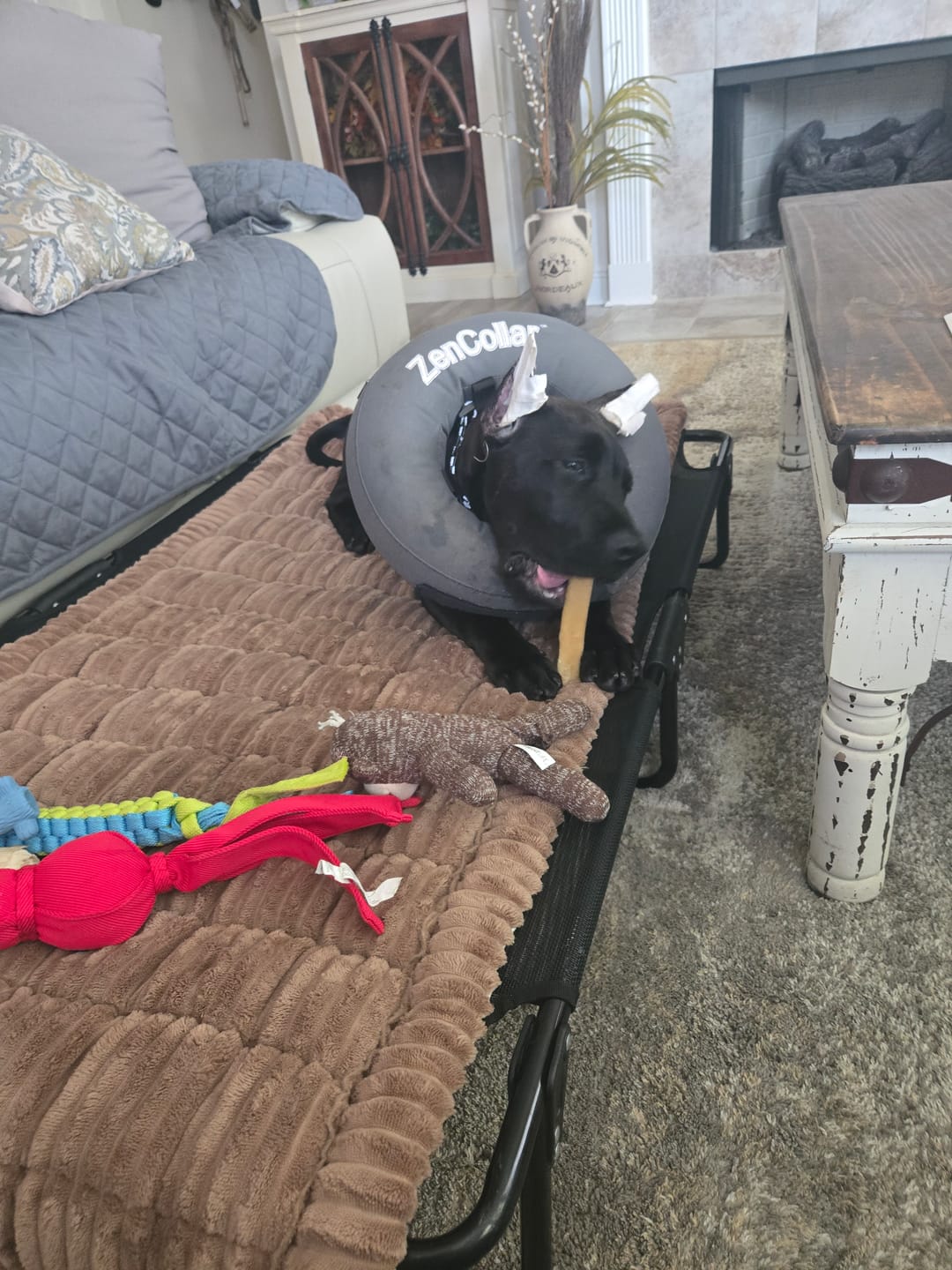 Customer photo review of Himalayan Yak Cheese Chew Dog Treat