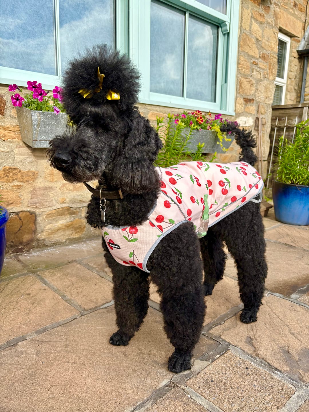 Customer photo review of Chilltech™ Dog Cooling Vests