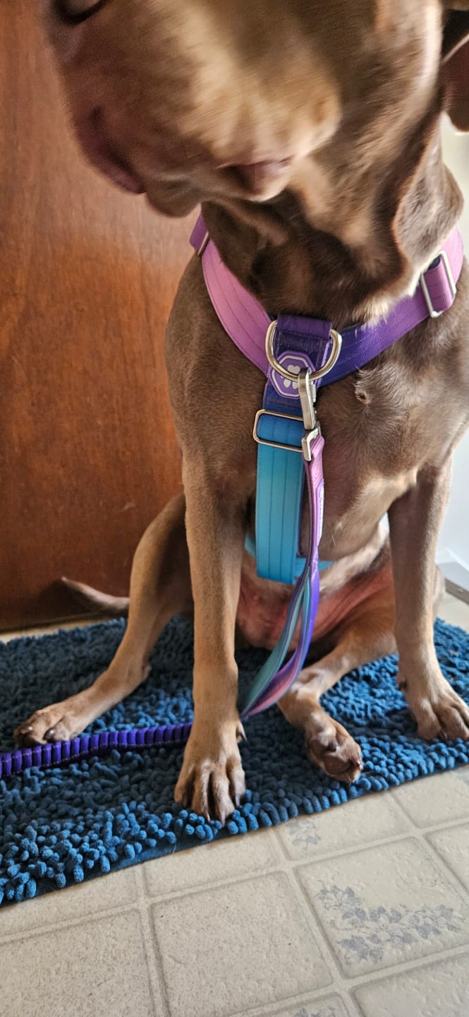 Customer photo review of Comfort Control No-Pull Dog Harness and Multipurpose Leash Set - 90s Retro