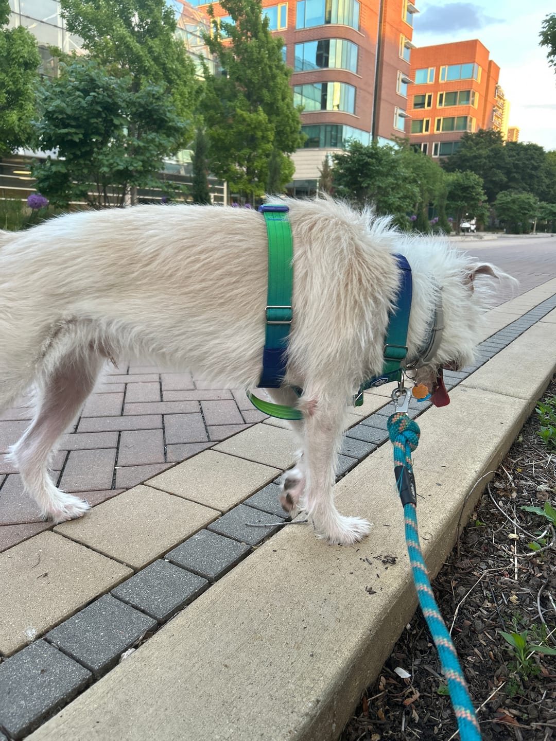 Customer photo review of Comfort Control No-Pull Harness Sets
