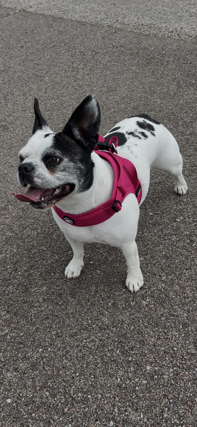 Customer photo review of Boomerang Harness - XS-M Breeds - Carminerose