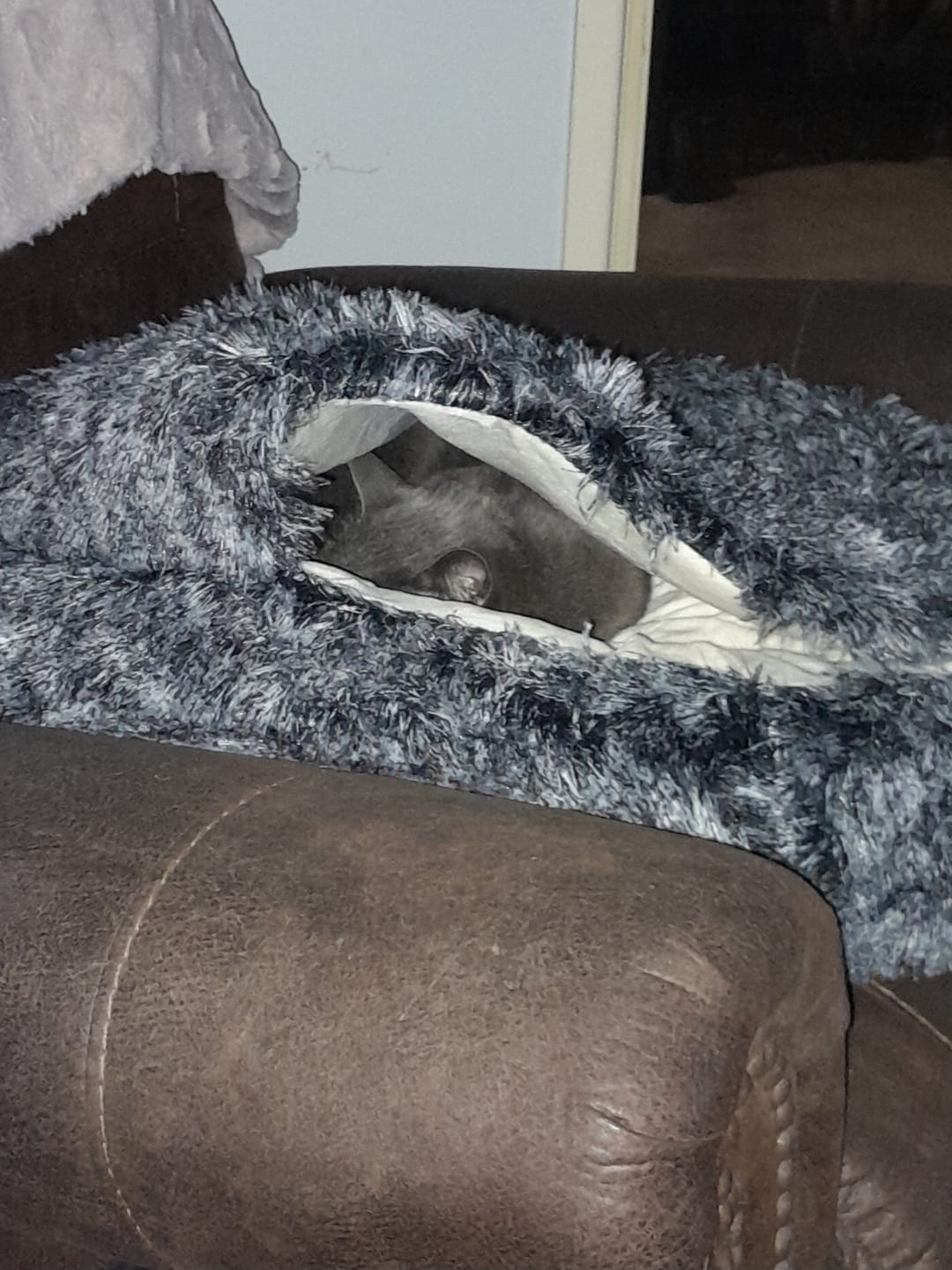Customer photo review of Pet Cave Dog Bed - Removable Cover