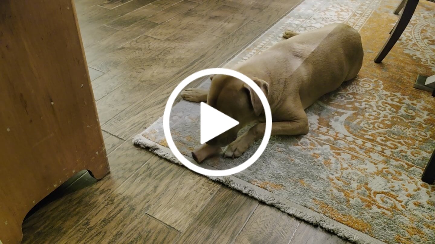 Customer video review of Smoked Beef Marrow Bone