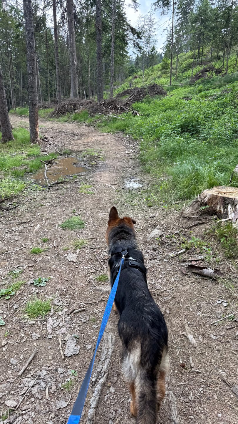Customer photo review of Comfort Control No-Pull Dog Harnesses