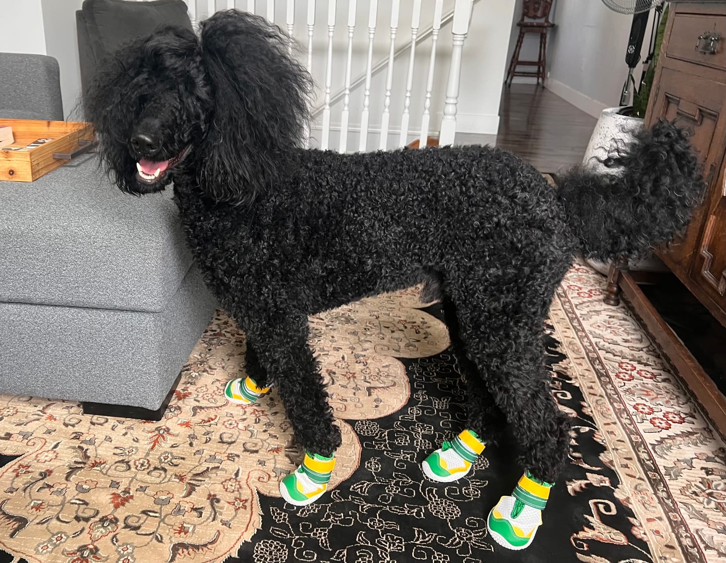Customer photo review of Hot Pavement Pawtector Dog Shoes - Green Yellow