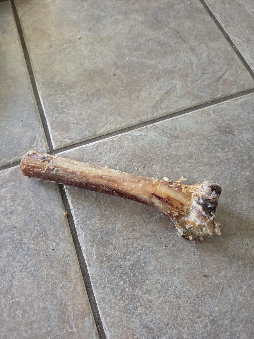 Customer photo review of Medium Ostrich Cane (10" x 3"): The Long-Lasting, Flavor-Packed Chew for Medium & Large Dogs