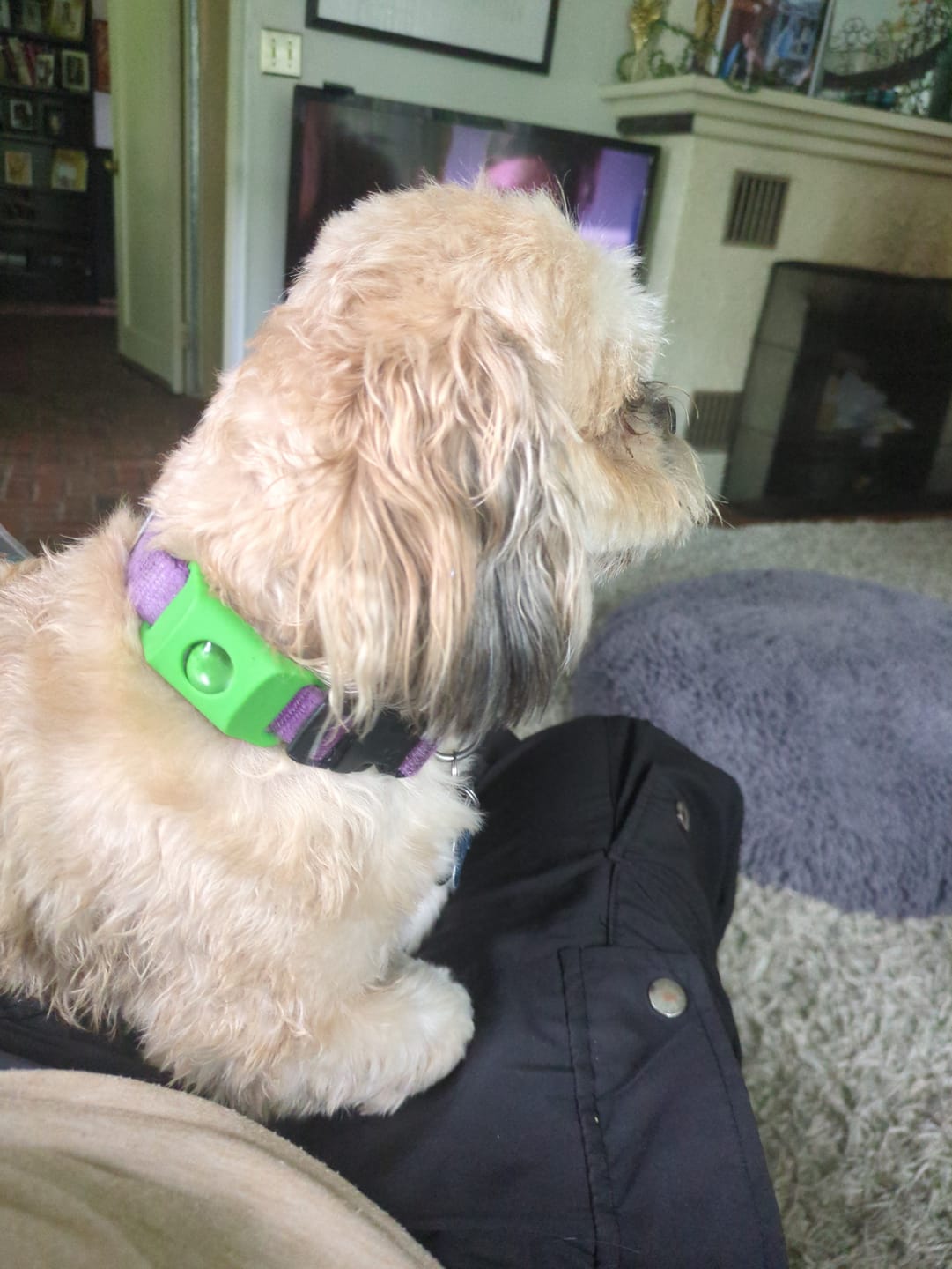 Customer photo review of FurSure - 12 Months Flea & Tick Pendant