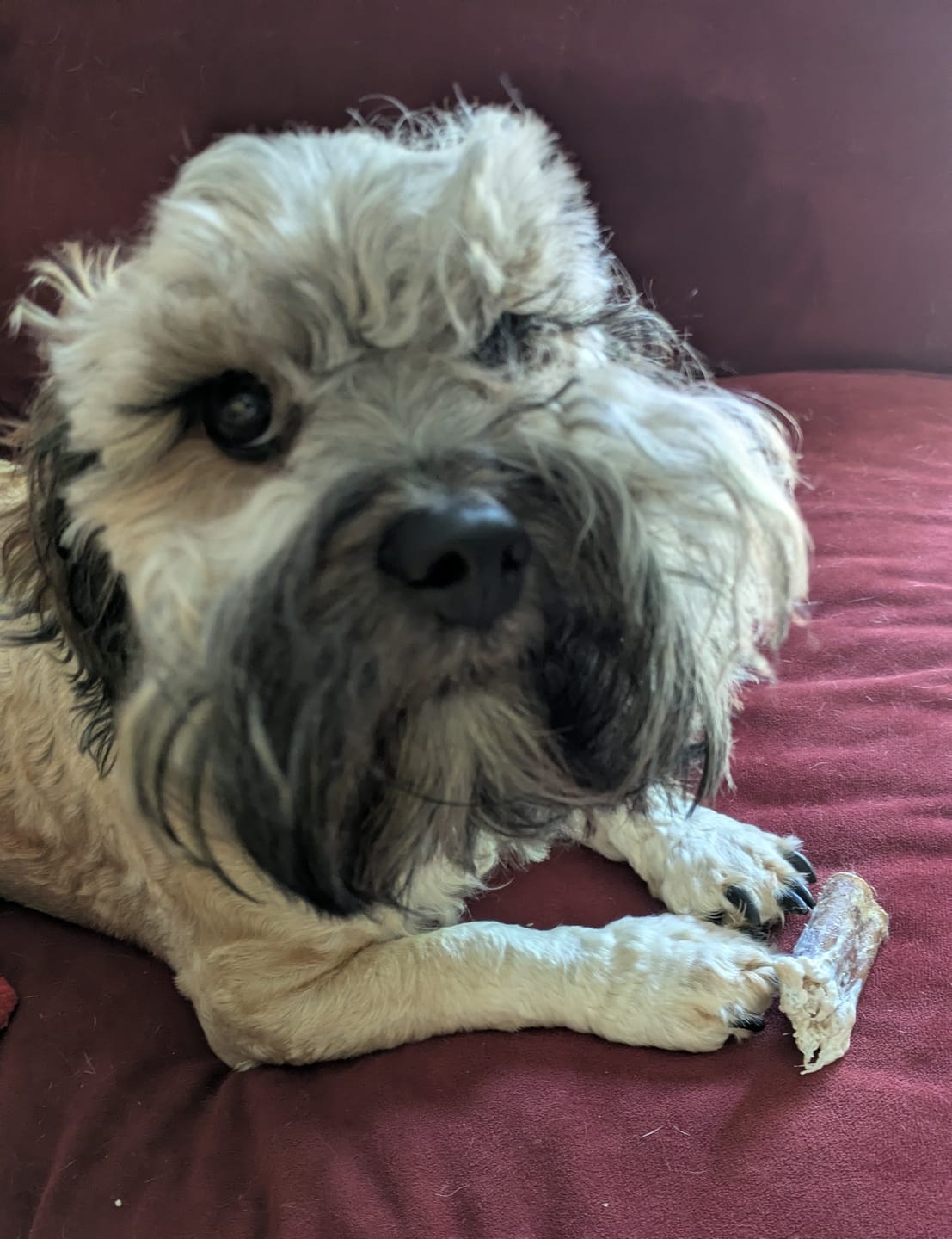 Customer photo review of Jumbo Bully Sticks