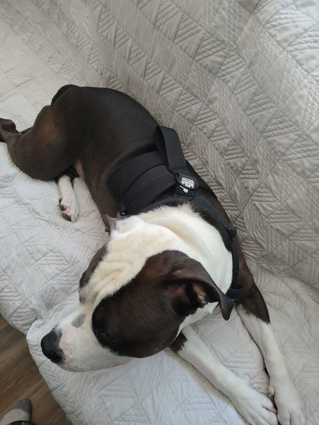 Customer photo review of No Pull Bully Proof Harness