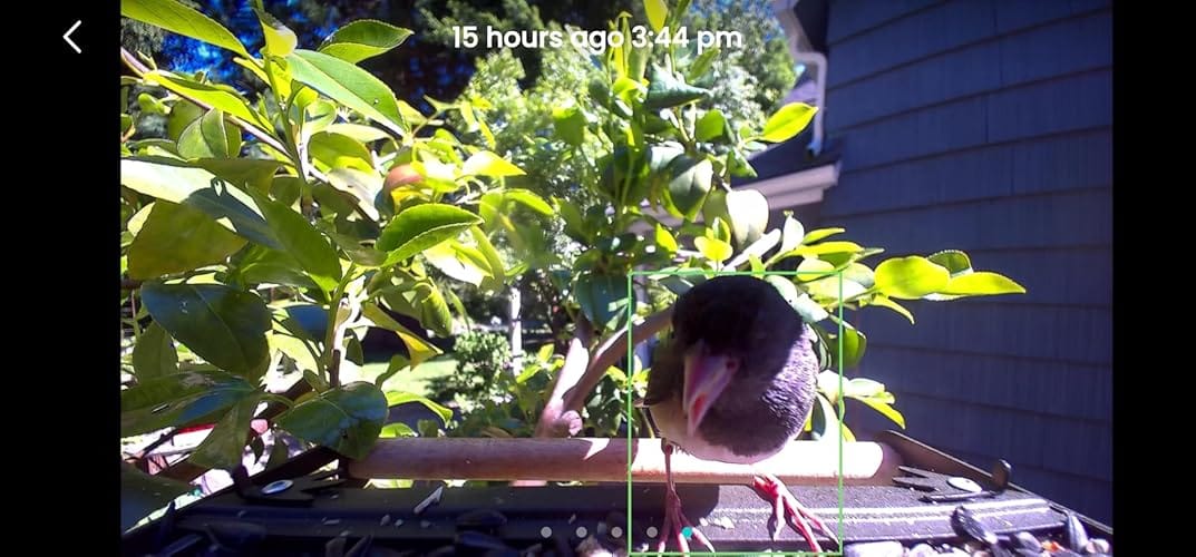 Customer photo review of Birdfy Feeder Metal 2 4K - Smart Bird Feeder with Camera