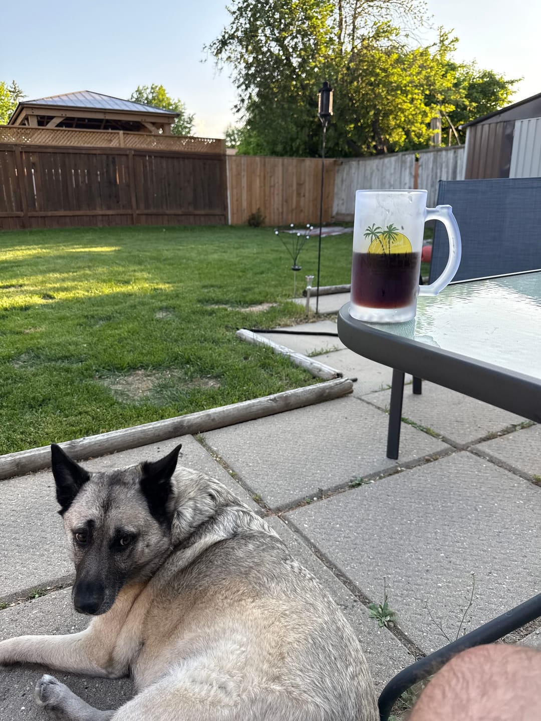 Customer photo review of Oakland Nights Stein