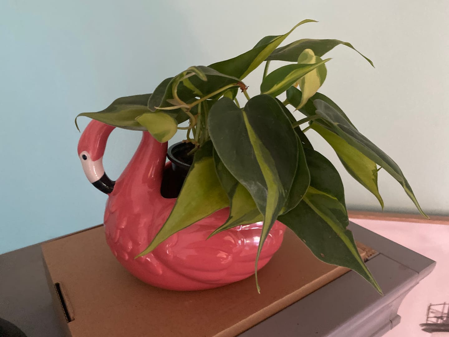 Customer photo review of Brazil Philodendron in 4" Nursery Pot – Philodendron Hederaceum 'Brasil' – Trailing Vine Plant – Low Maintenance Indoor Plant – Vibrant Foliage – Air Purifying & Pet-Friendly Houseplant