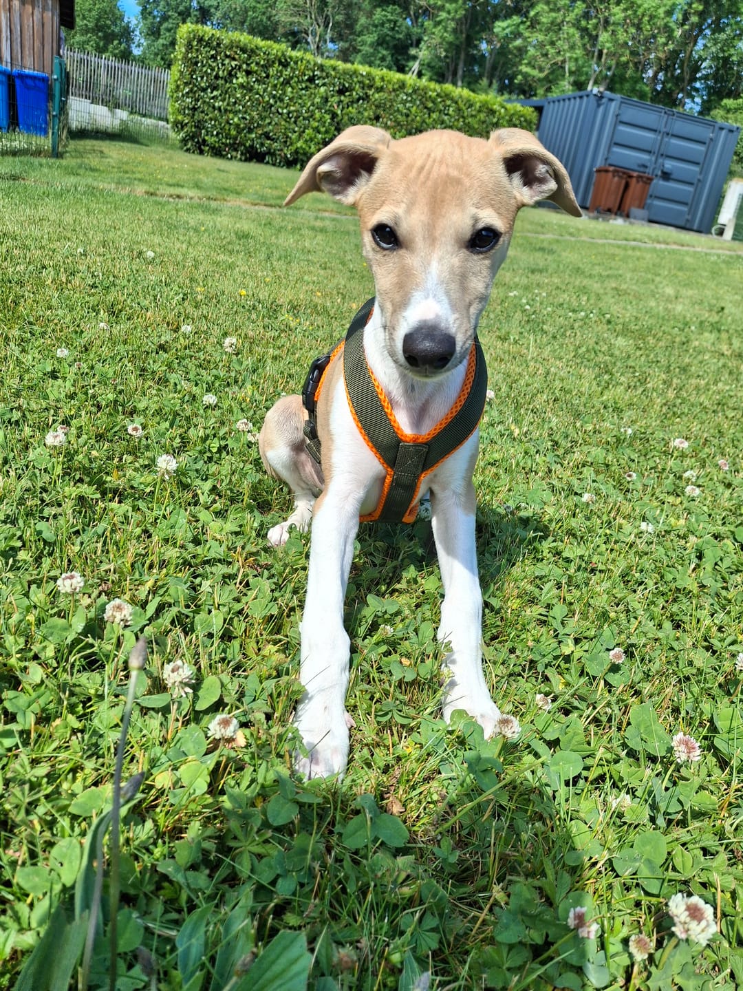 Customer photo review of Windhundgeschirr FUN Welpe/Windspiel "Hunter O'Green"