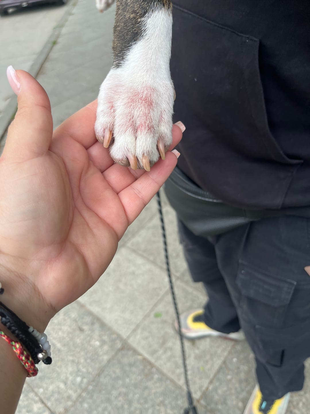 Customer photo review of Allergietest Plus Hund