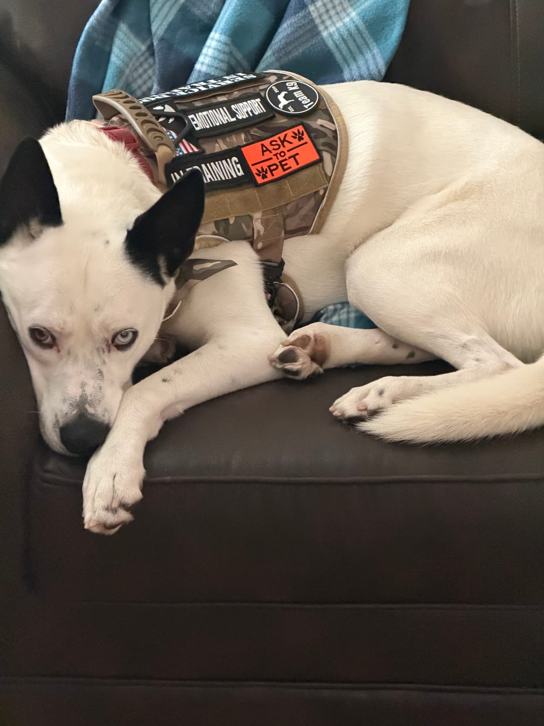 Customer photo review of NEW Upgraded Tactical No-Pull Team K9® Dog Harness with 4 Quick-Release Metal Buckles, Reinforced Front & Back V-Rings, Hook & Loop Panels, Adjustable Straps, Reflective Strips, & Top Handle