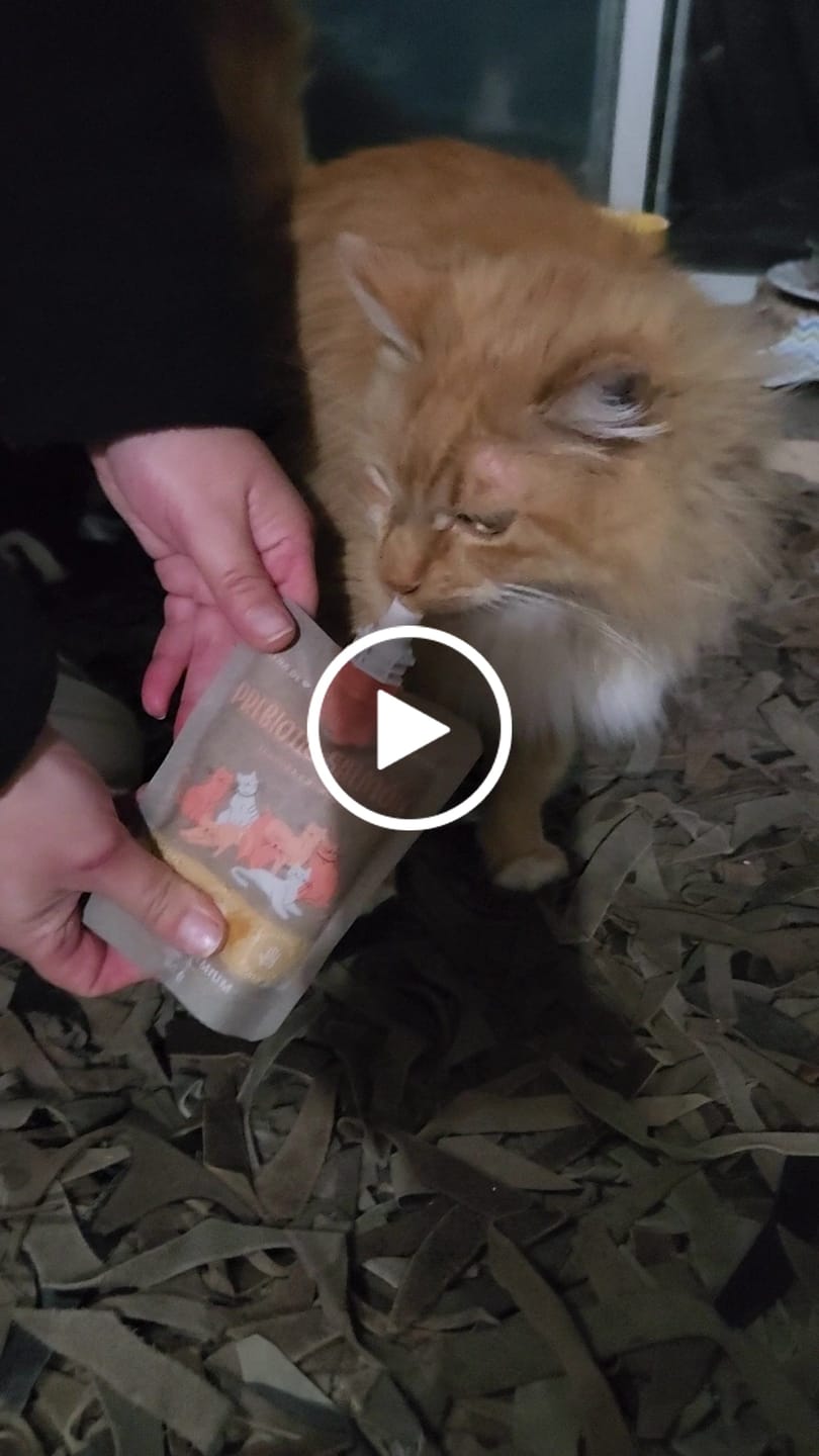 Customer video review of Prebiotic Salmon Gatos
