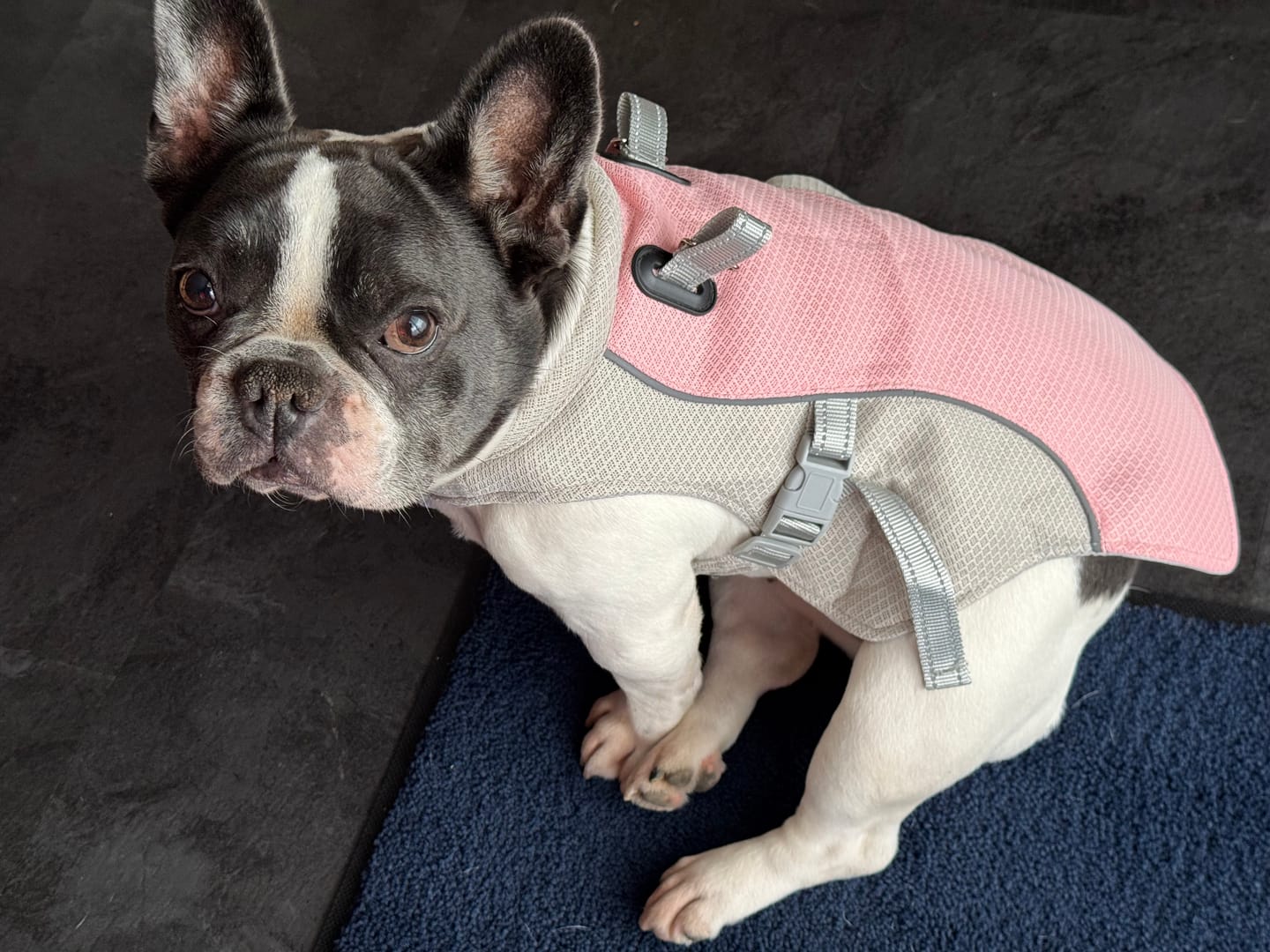 Customer photo review of Kühlweste für Hunde – atmungsaktiv & verstellbar