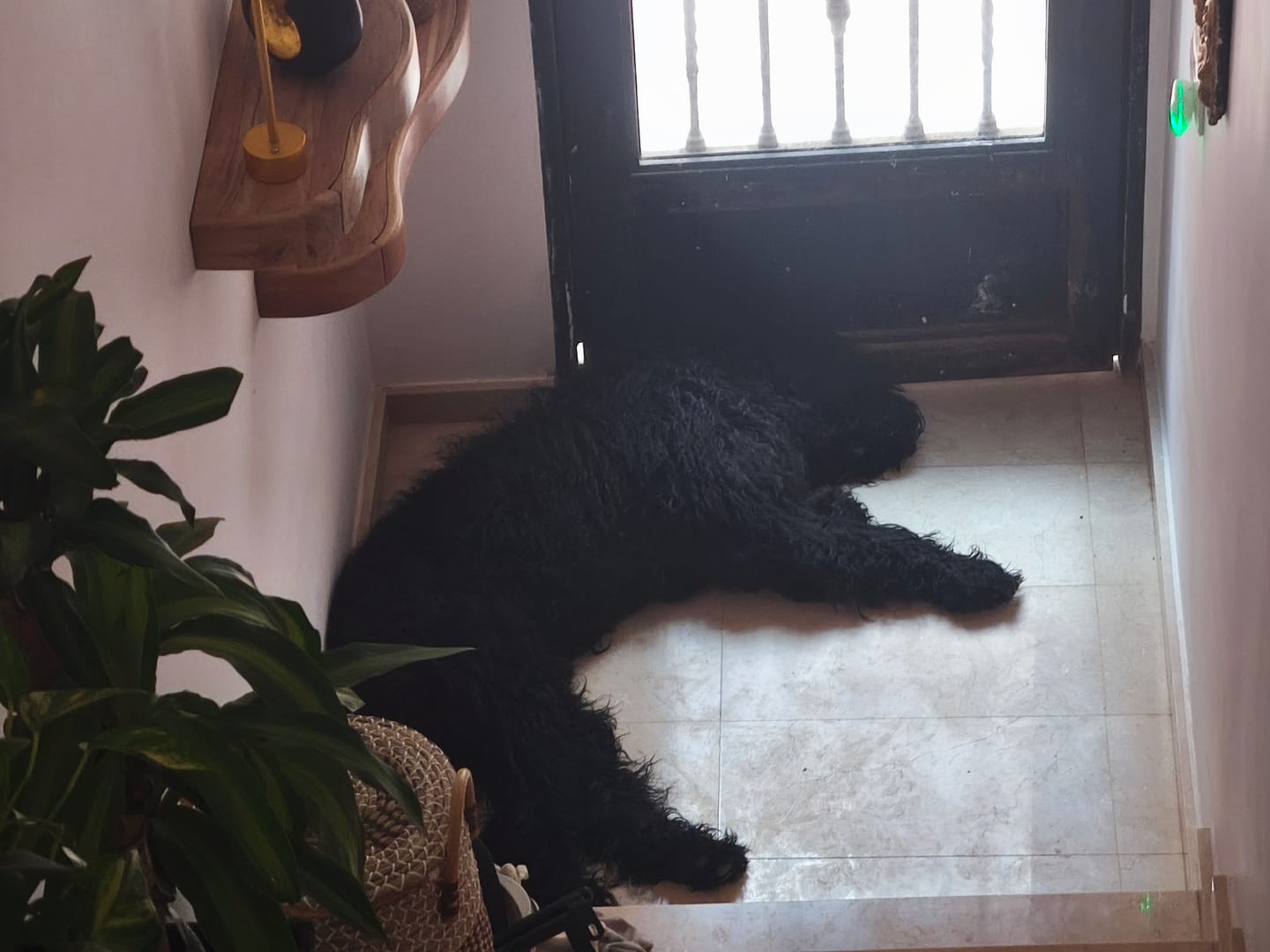 Customer photo review of Grain Free Giant Puppy