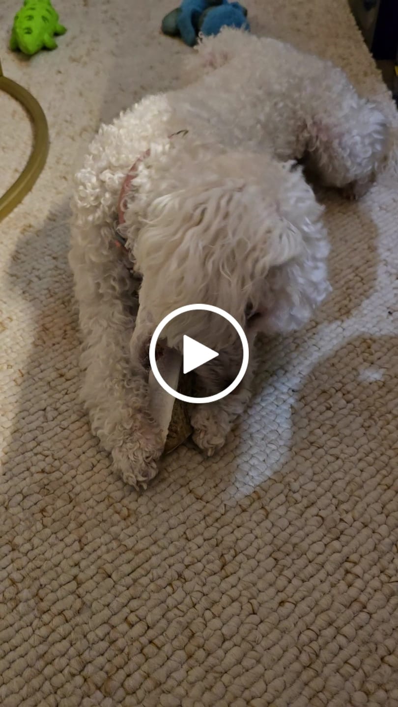 Customer video review of Asta de ciervo para perros - Regular