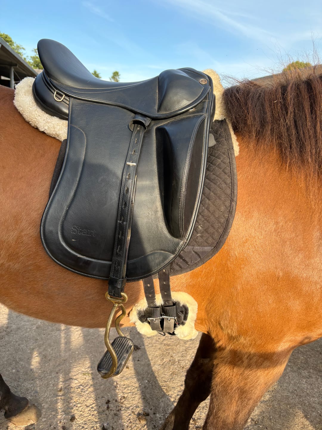 Customer photo review of Engel - Lammfell Sattelgurt Dressur Gurt 45 - 70 cm