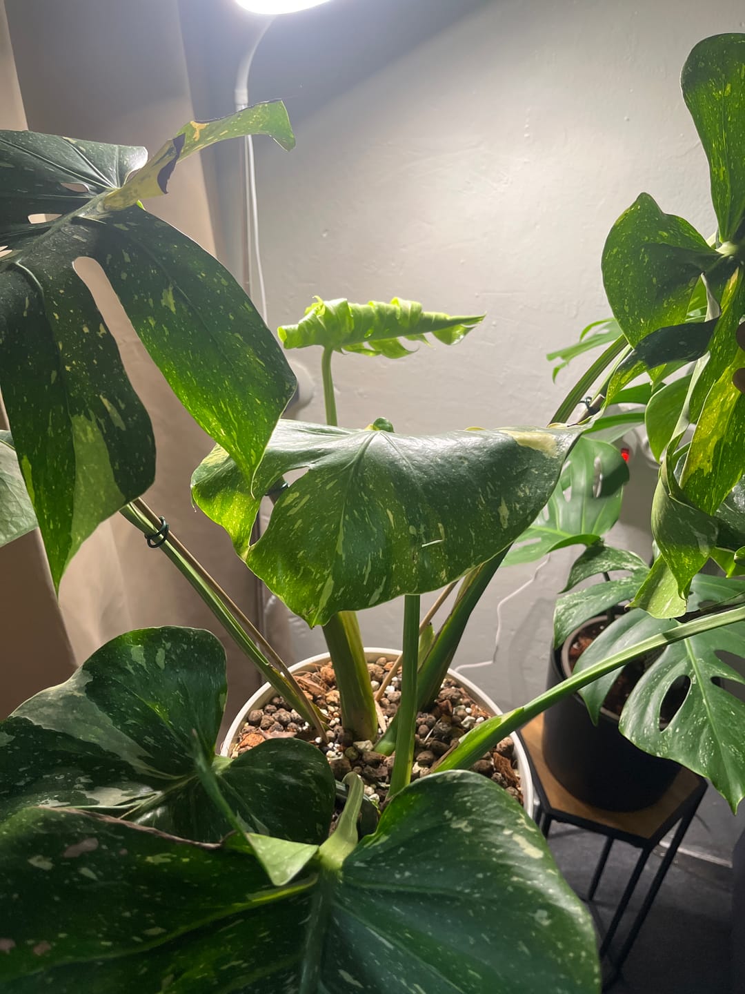 Customer photo review of Tropical Slow-Release Plant Food