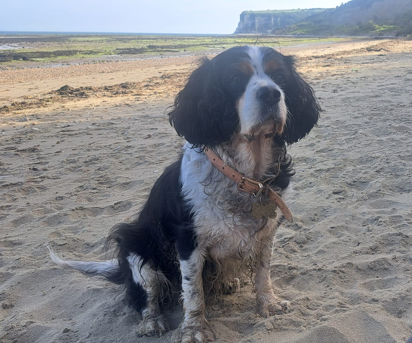 Customer photo review of collagen for dogs