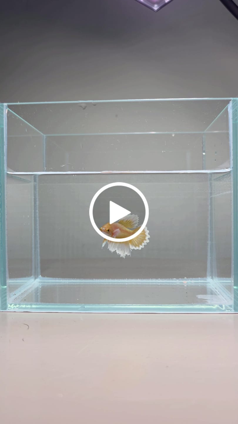 Customer video review of Rare Pair Dumbo Halfmoon Gold Betta Fish (Male & Female)