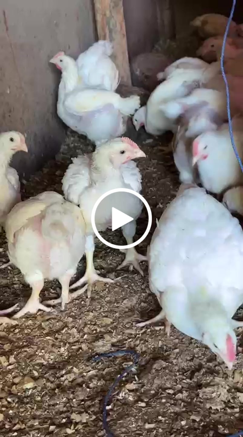 Customer video review of Avi Plus Broiler (Supplement For Poultry, Ostriches, Pet Birds & Pigeons)