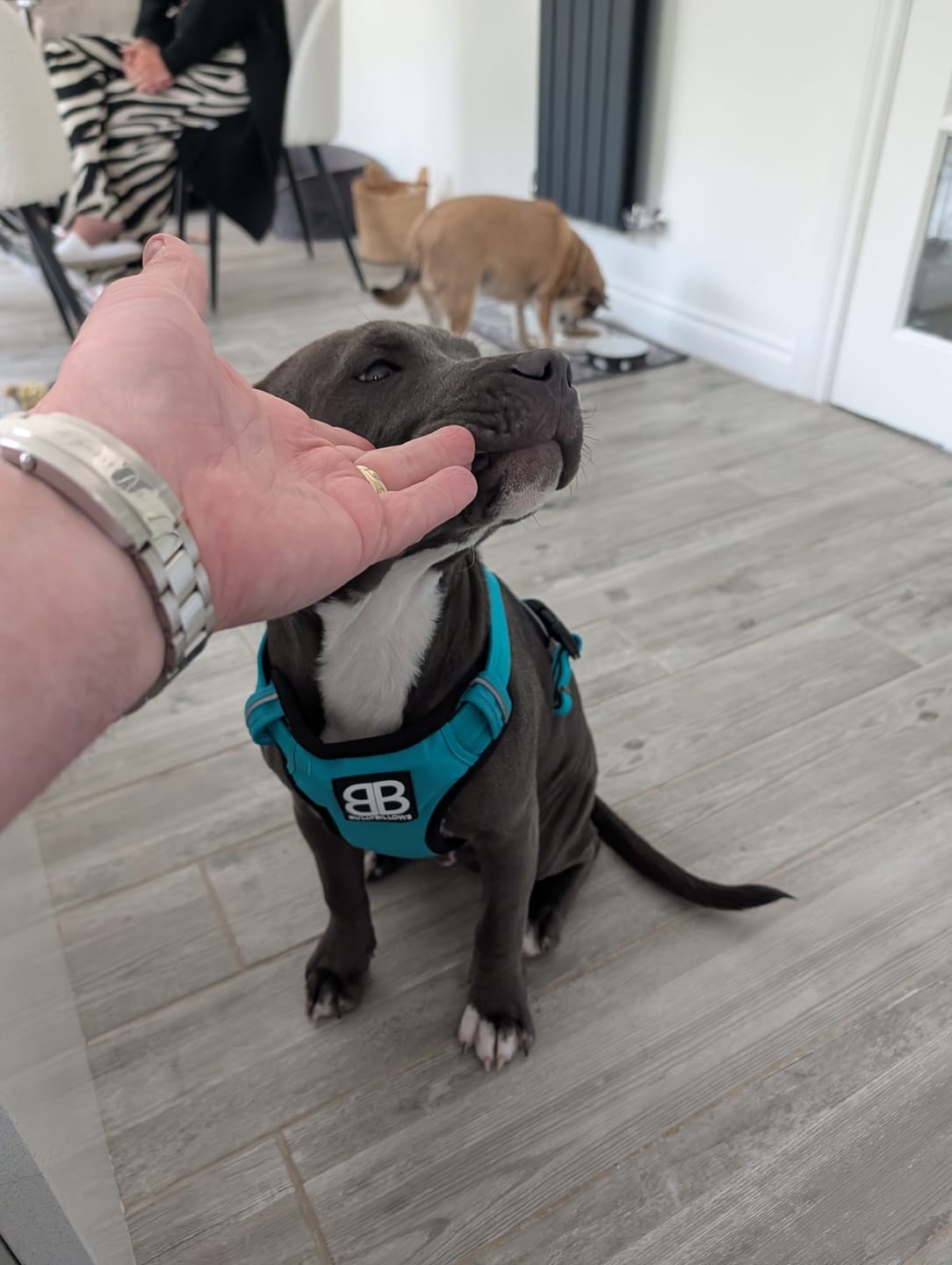 Customer photo review of Comfort Premium Harness | Non Restrictive - Turquoise
