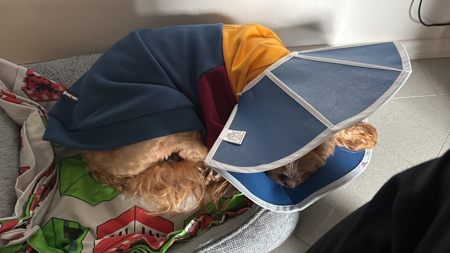 Customer photo review of Primary Color Block Dog Hoodie