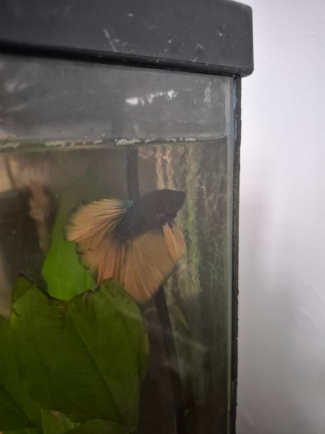 Customer photo review of Rare Halfmoon Platinum Butterfly Betta Fish (Male)