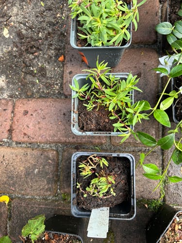 Customer photo review of Kruipend gipskruid - Gypsophila repens 'Rosea'