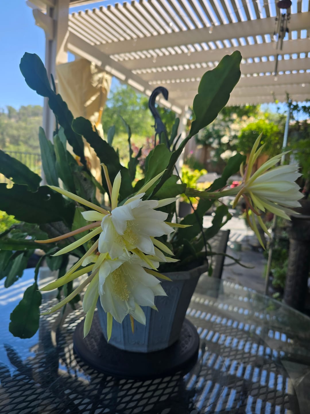 Customer photo review of Bloom Juice Award-Winning Formula